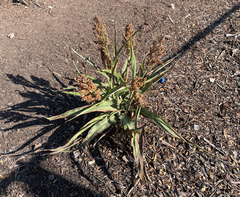 Sorghum