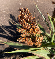 Sorghum