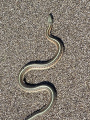 Thamnophis elegans terrestris
