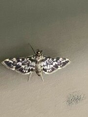 Rhimphalea sceletalis