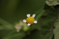 Galinsoga quadriradiata