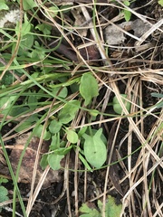 Rumex acetosella