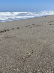 Thamnophis elegans terrestris