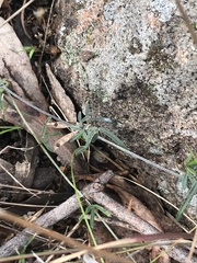 Glycine clandestina