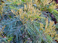 Acacia mearnsii