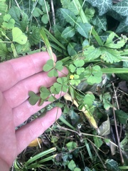 Oxalis grandis