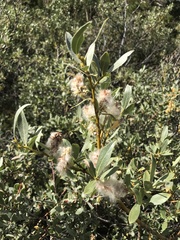 Salix petrophila