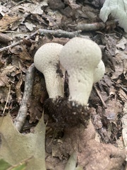 Lycoperdon excipuliforme