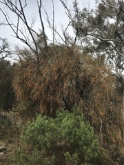 Allocasuarina verticillata