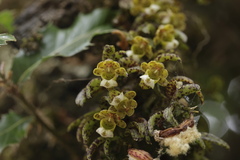 Gastrochilus distichus