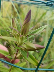 Gentiana puberulenta