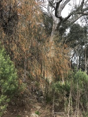 Allocasuarina verticillata