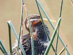 Anhinga novaehollandiae