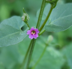 Mirabilis oxybaphoides