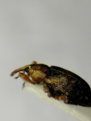 Dorytomus nebulosus