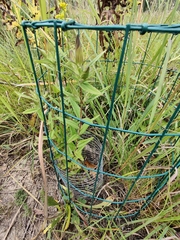 Gentiana puberulenta