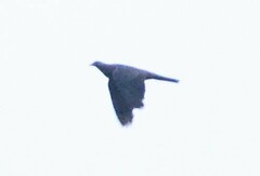 Patagioenas cayennensis