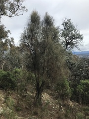 Allocasuarina verticillata