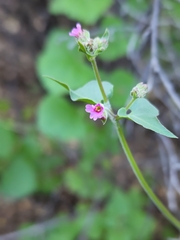 Mirabilis oxybaphoides