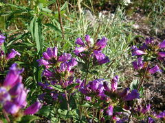 Penstemon serrulatus