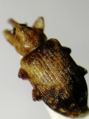 Dorytomus nebulosus