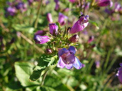 Penstemon serrulatus