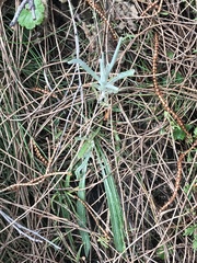 Senecio quadridentatus
