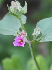 Mirabilis oxybaphoides