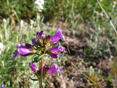 Penstemon serrulatus