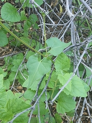 Mirabilis oxybaphoides
