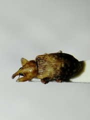 Dorytomus nebulosus