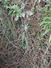 Senecio quadridentatus