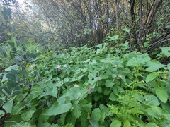 Mirabilis oxybaphoides
