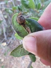 Callirhytis perfoveata