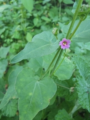 Mirabilis oxybaphoides