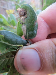 Callirhytis perfoveata