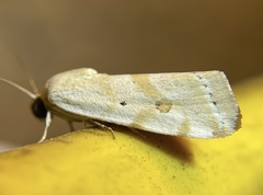 Ponometia hutsoni