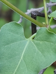 Mirabilis oxybaphoides