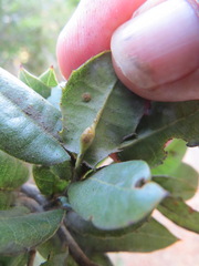 Cynipoidea