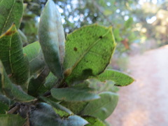 Cynipoidea