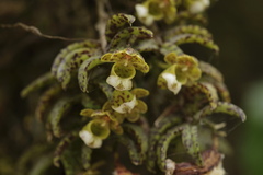 Gastrochilus distichus