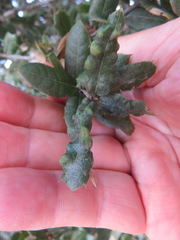 Aceria mackiei