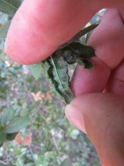 Aceria mackiei
