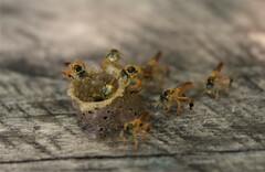 Tetragonisca fiebrigi