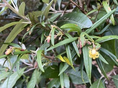 Pittosporum bicolor