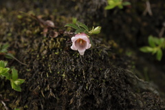 Gaultheria trichophylla