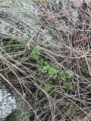Daucus glochidiatus