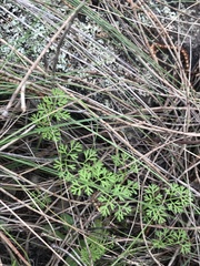 Daucus glochidiatus