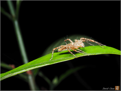 Hamadruas hieroglyphica