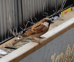 Passer domesticus indicus